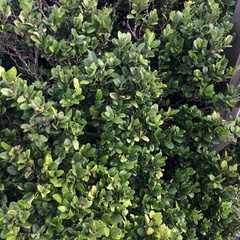 Buxus liukiuensis