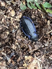 Carabus serratus