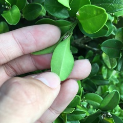 Buxus liukiuensis