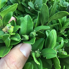 Buxus liukiuensis