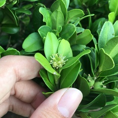 Buxus liukiuensis