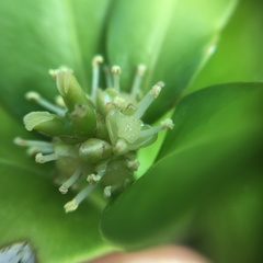 Buxus liukiuensis