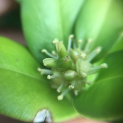Buxus liukiuensis