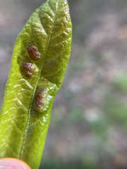 Neuroterus quercusirregularis