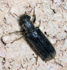 Melalgus plicatus