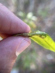 Neuroterus quercusirregularis