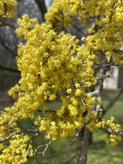 Cornus