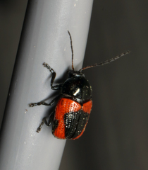 Cryptocephalus notatus