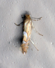Phyllonorycter aeriferella