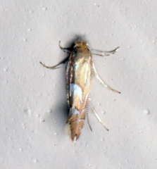 Phyllonorycter aeriferella
