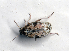 Algarobius bottimeri