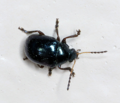 Brachypnoea lecontei