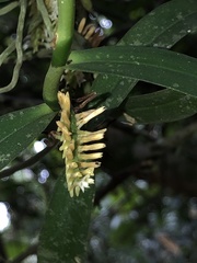 Campylocentrum micranthum