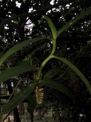 Campylocentrum micranthum