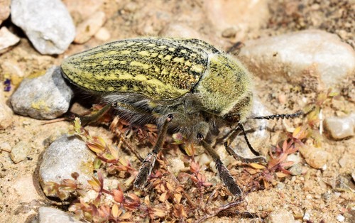 Julodis ehrenbergii · iNaturalist