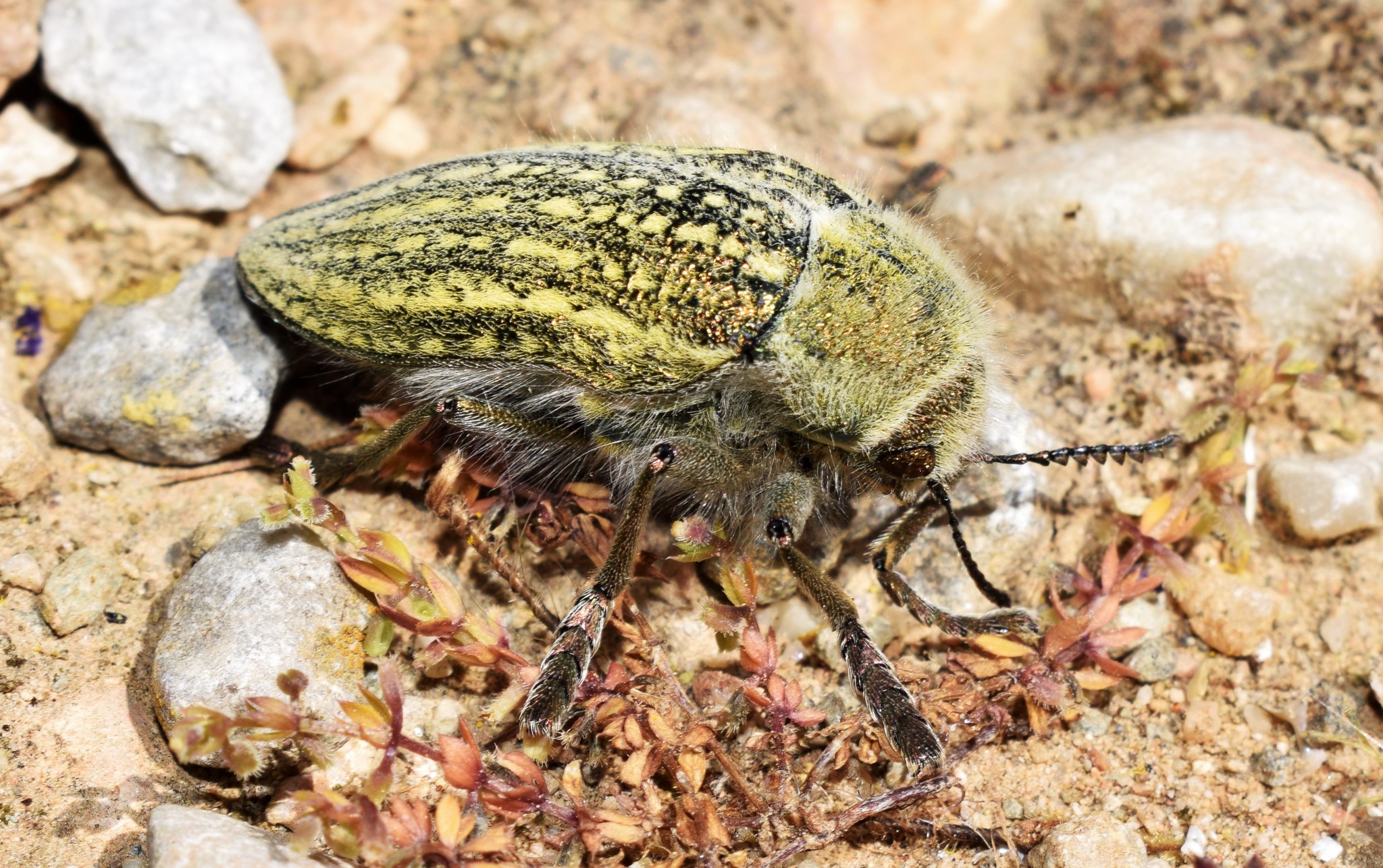 Julodis ehrenbergii · iNaturalist