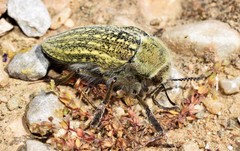 Julodis ehrenbergii