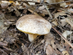 Boletus barrowsii
