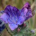 Purple Viper's-Bugloss - Photo (c) Σάββας Ζαφειρίου (Savvas Zafeiriou), some rights reserved (CC BY-NC), uploaded by Σάββας Ζαφειρίου (Savvas Zafeiriou)