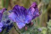 Purple Viper's-Bugloss - Photo (c) Σάββας Ζαφειρίου (Savvas Zafeiriou), some rights reserved (CC BY-NC), uploaded by Σάββας Ζαφειρίου (Savvas Zafeiriou)