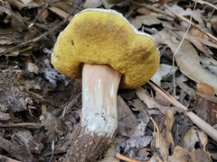 Boletus barrowsii