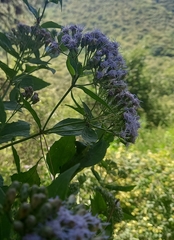 Chromolaena hookeriana