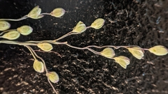 Dichanthelium neuranthum