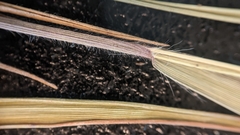 Dichanthelium neuranthum