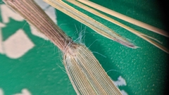 Dichanthelium neuranthum