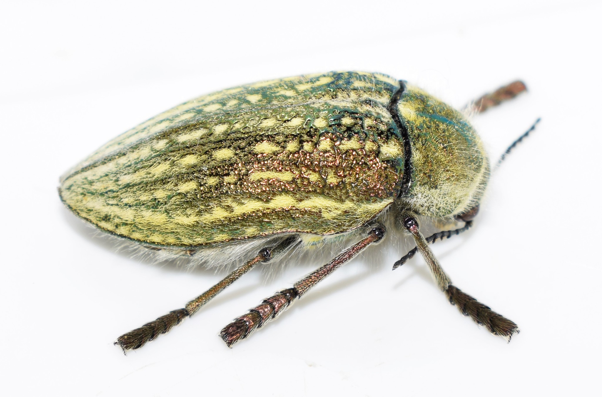 Julodis ehrenbergii · iNaturalist