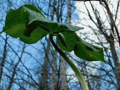 Trillium rugelii