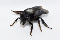 Megachile parietina