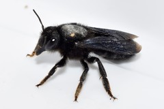 Megachile parietina
