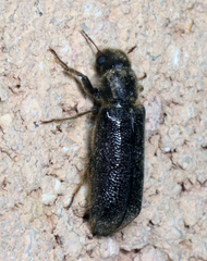 Melalgus plicatus