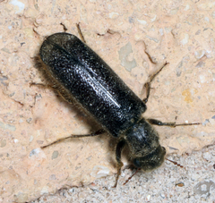 Melalgus plicatus