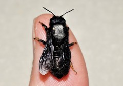 Megachile parietina