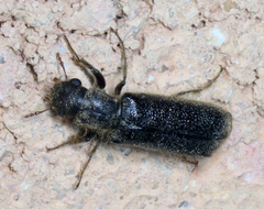Melalgus plicatus