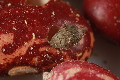 Acanthoscelides obtectus