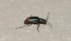 Clanoptilus spinipennis
