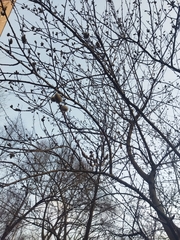 Populus tremula