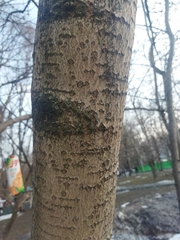 Populus tremula