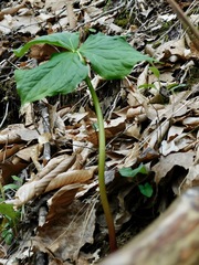 Trillium rugelii