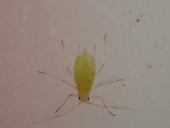 Aphididae