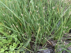 Eleocharis bifida