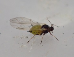Aphididae