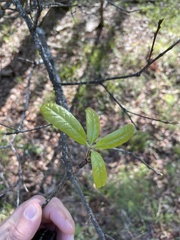 Quercus oglethorpensis