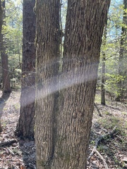 Quercus oglethorpensis
