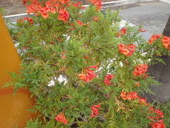 Aphididae