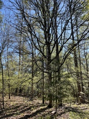 Quercus oglethorpensis