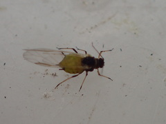 Aphididae